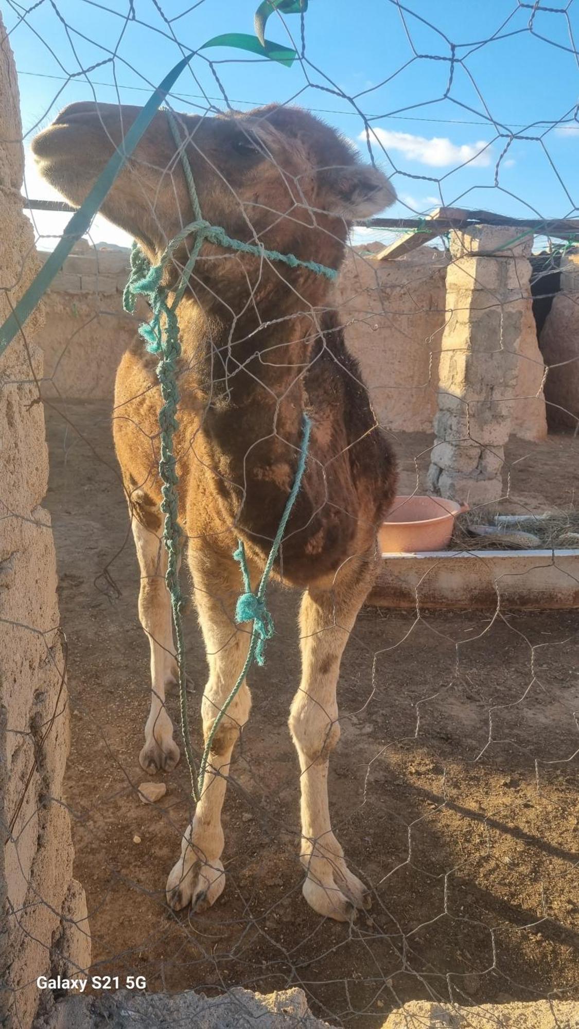 Maison D'Hote Dar Massouada Toujane المظهر الخارجي الصورة